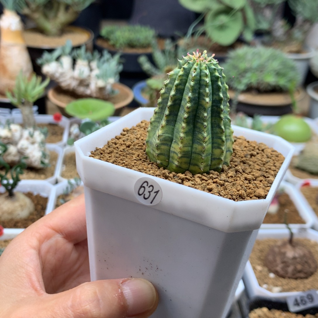 布纹球锦自根带盆