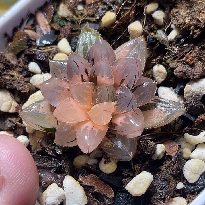 678霓虹灯锦特选福利