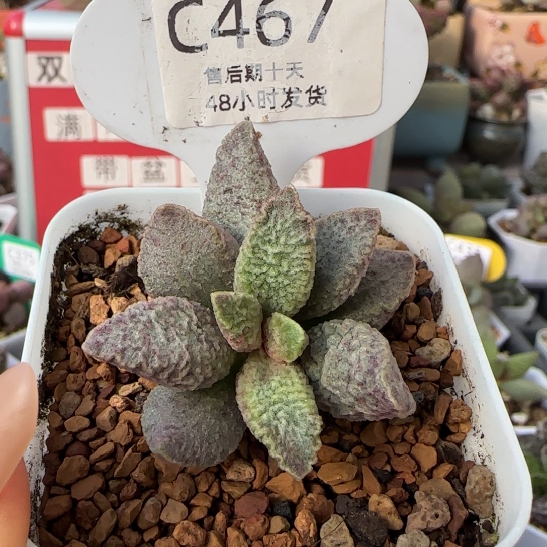 融化纹猪肝。     467。   