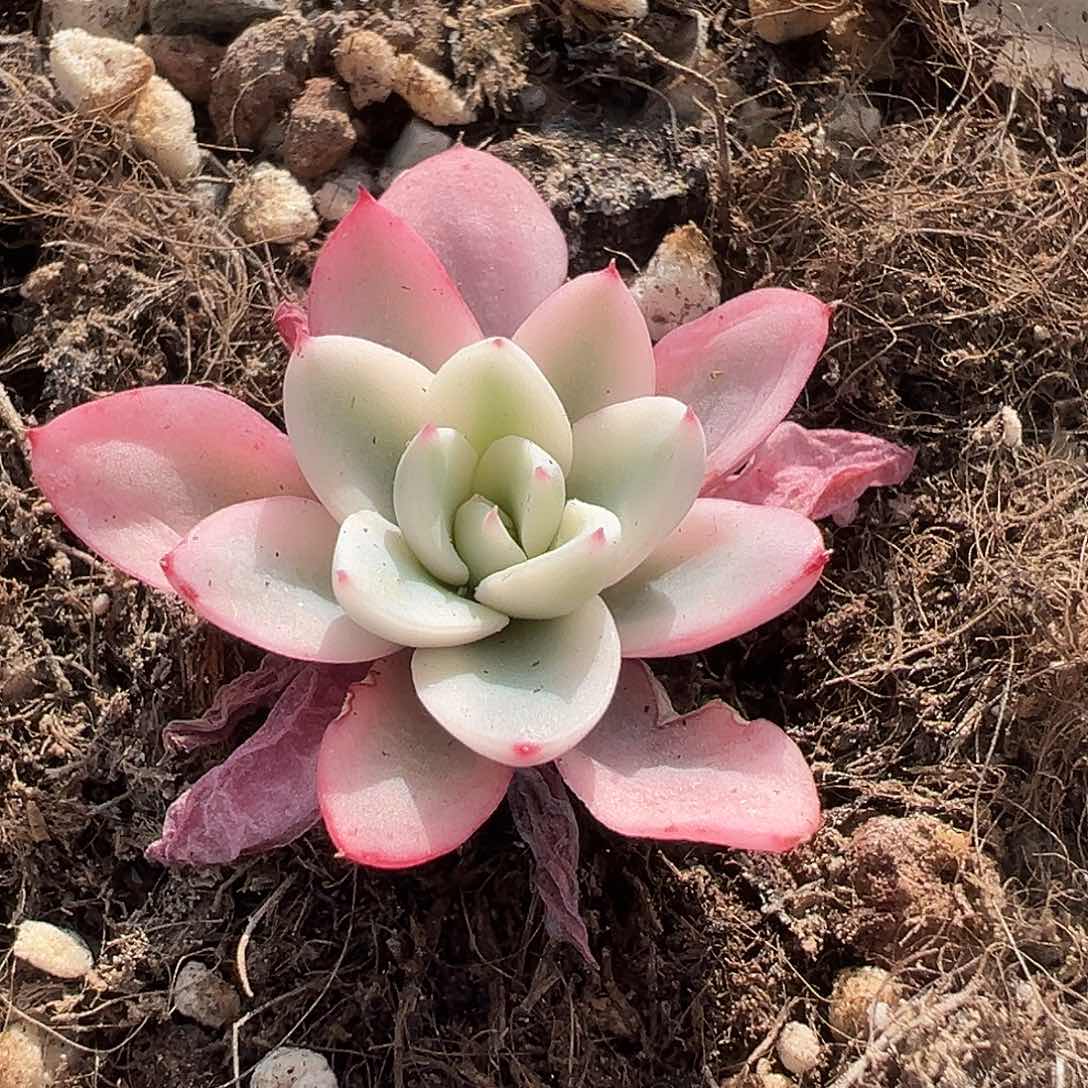 原始绿爪锦，覆轮锦