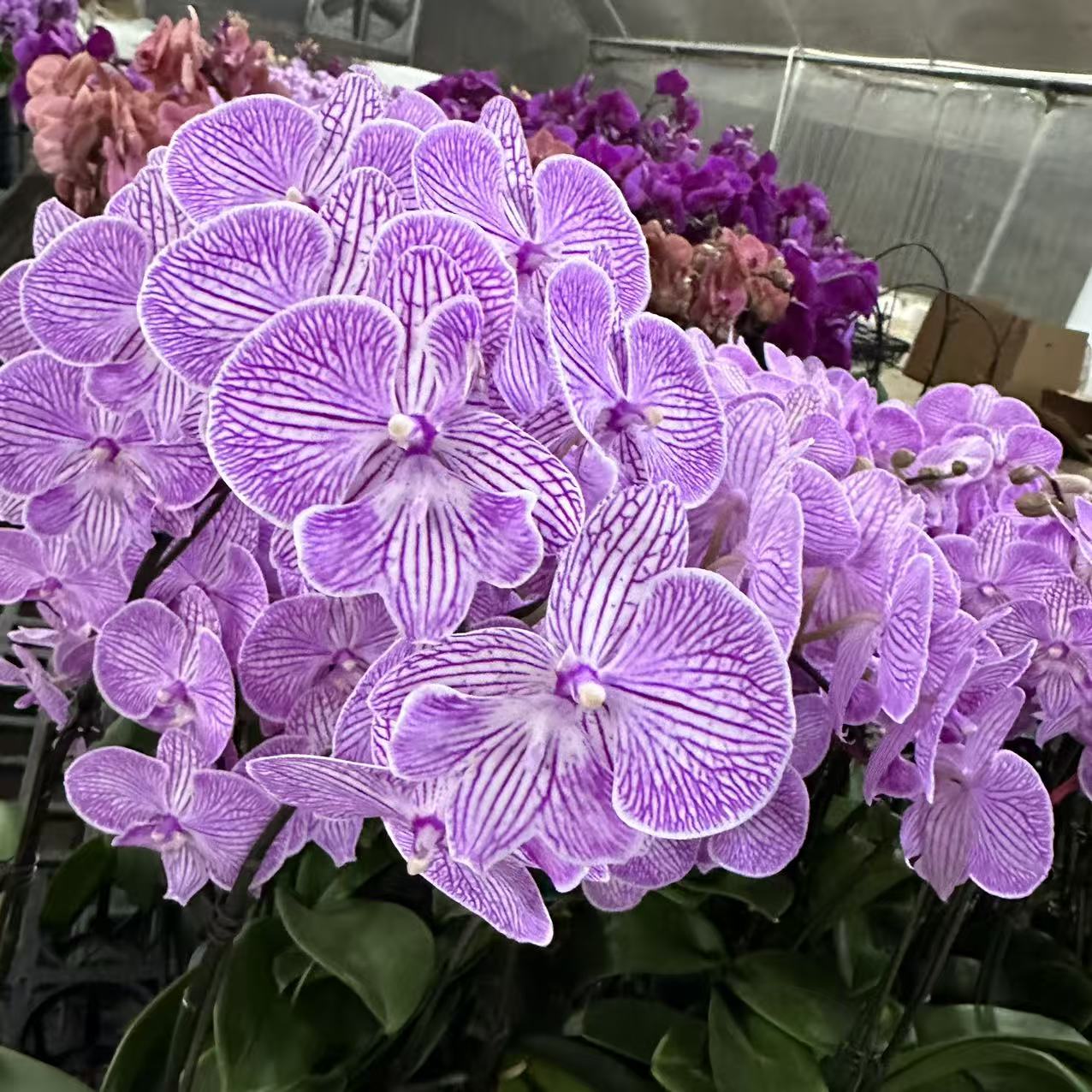 蝴蝶兰《十里桃花》单花剑  精品花花 懒人好养 新手花花