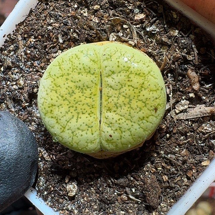 生石花1111111。    332