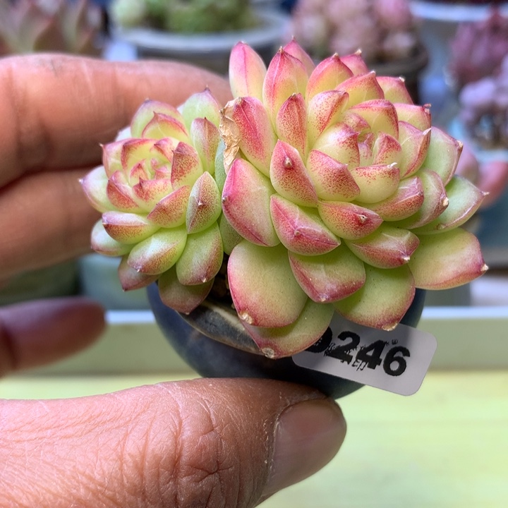 D246一物一拍带盆