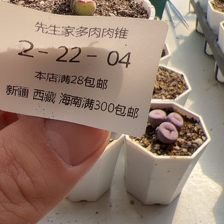 美丽的肉肉肉肉肉肉肉肉