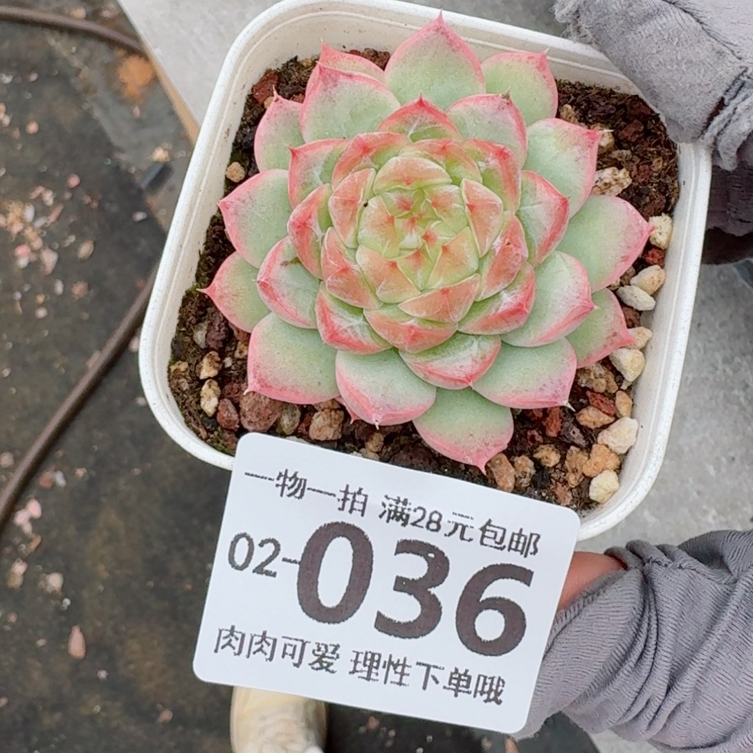 优选珍妮无盆土发货无盆土无盆土