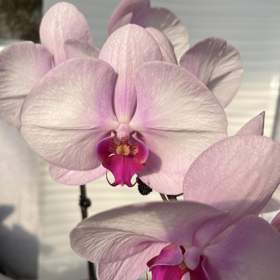 【西宾哈尼】3.5寸 带花带花苞