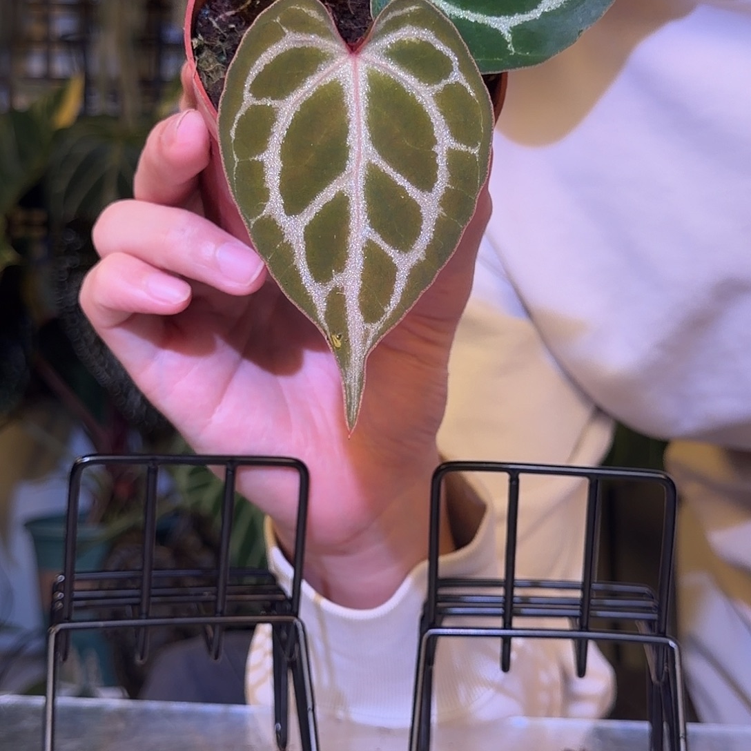 完全开放F787银铜杂织梦者