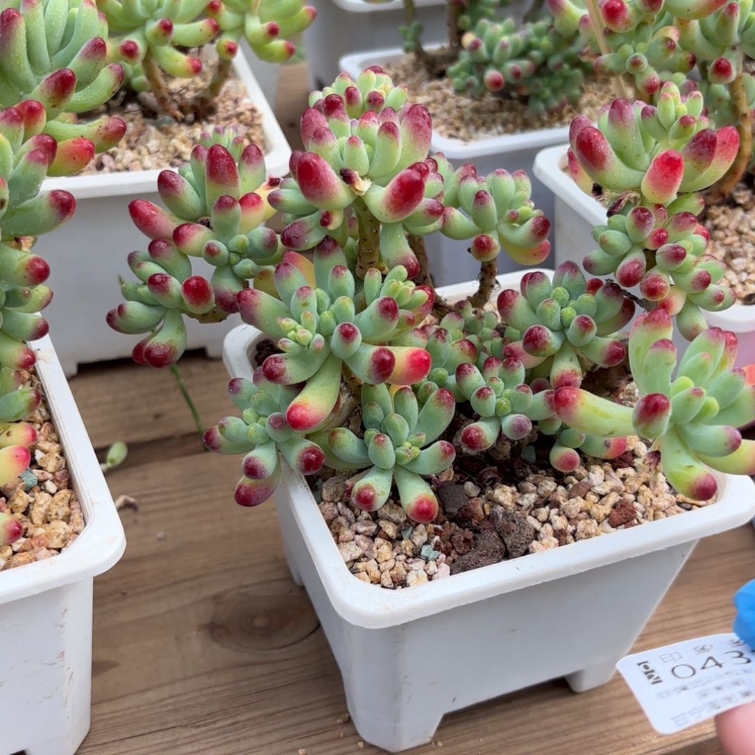 多肉植物04321fhhh