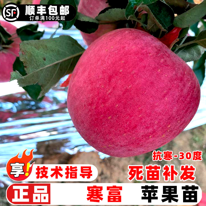 苹果树果苗嫁接寒富苹果树苗耐寒抗冻红富士苹果苗北方庭院盆地栽