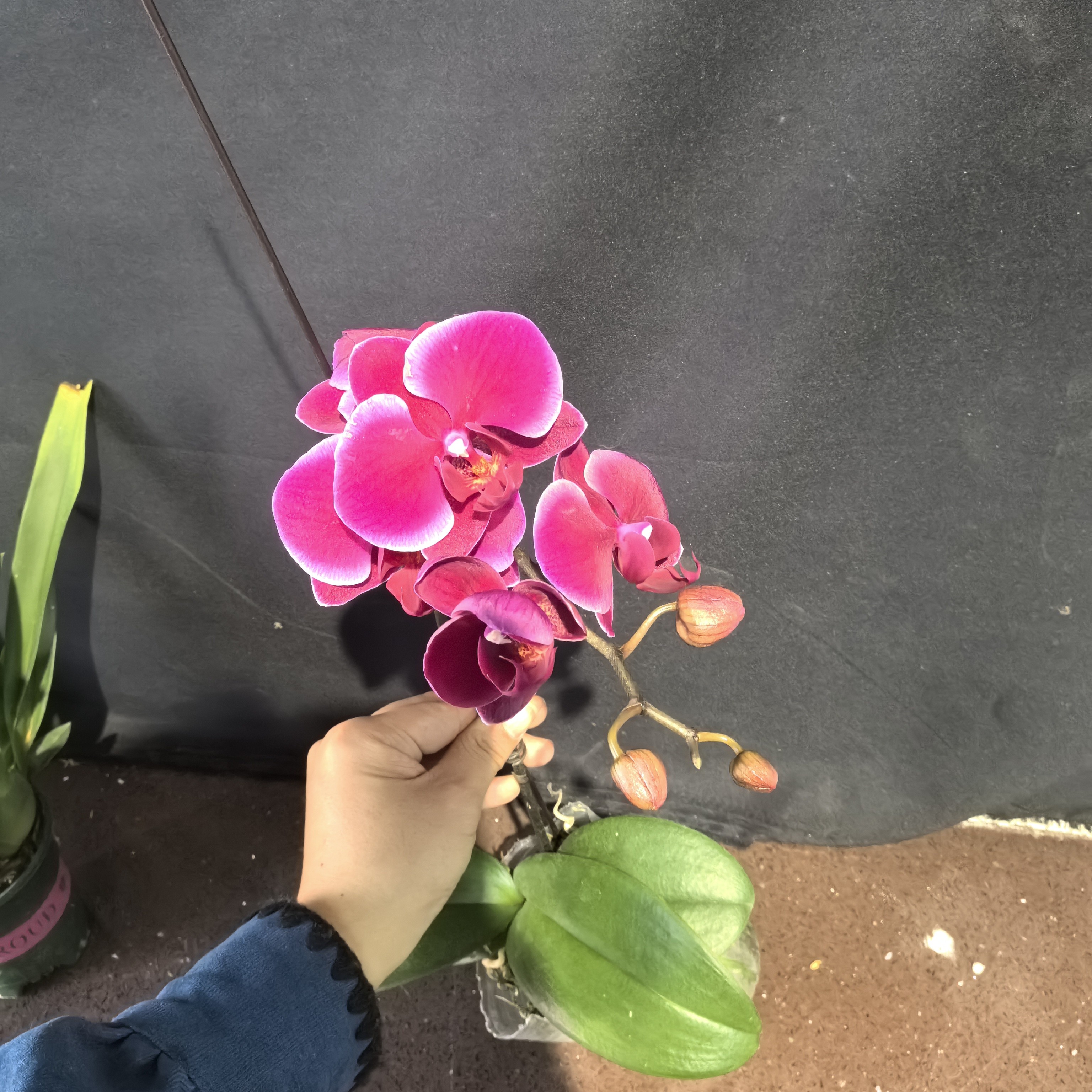 很美的香山蝴蝶兰