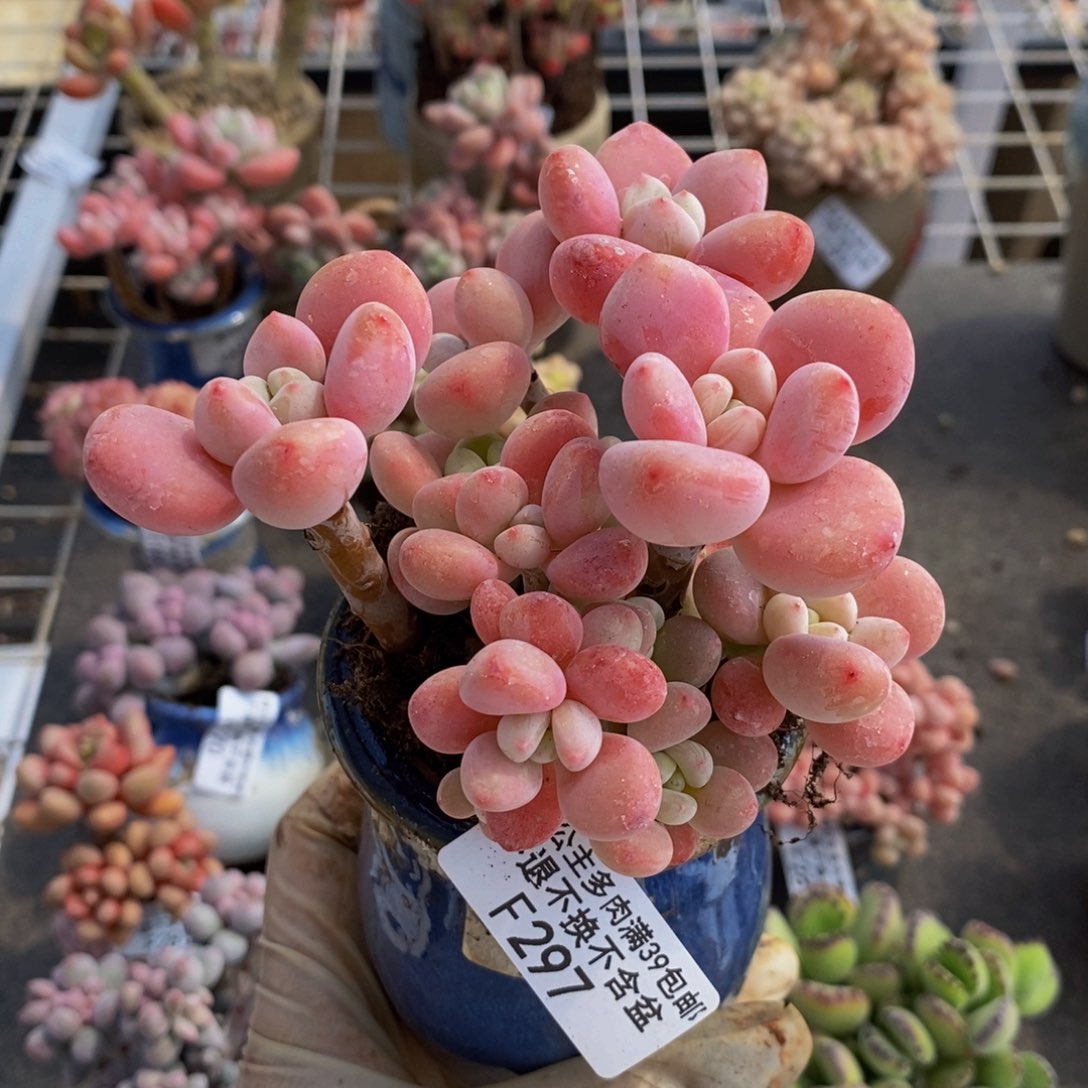 樱花洛神297/9c m