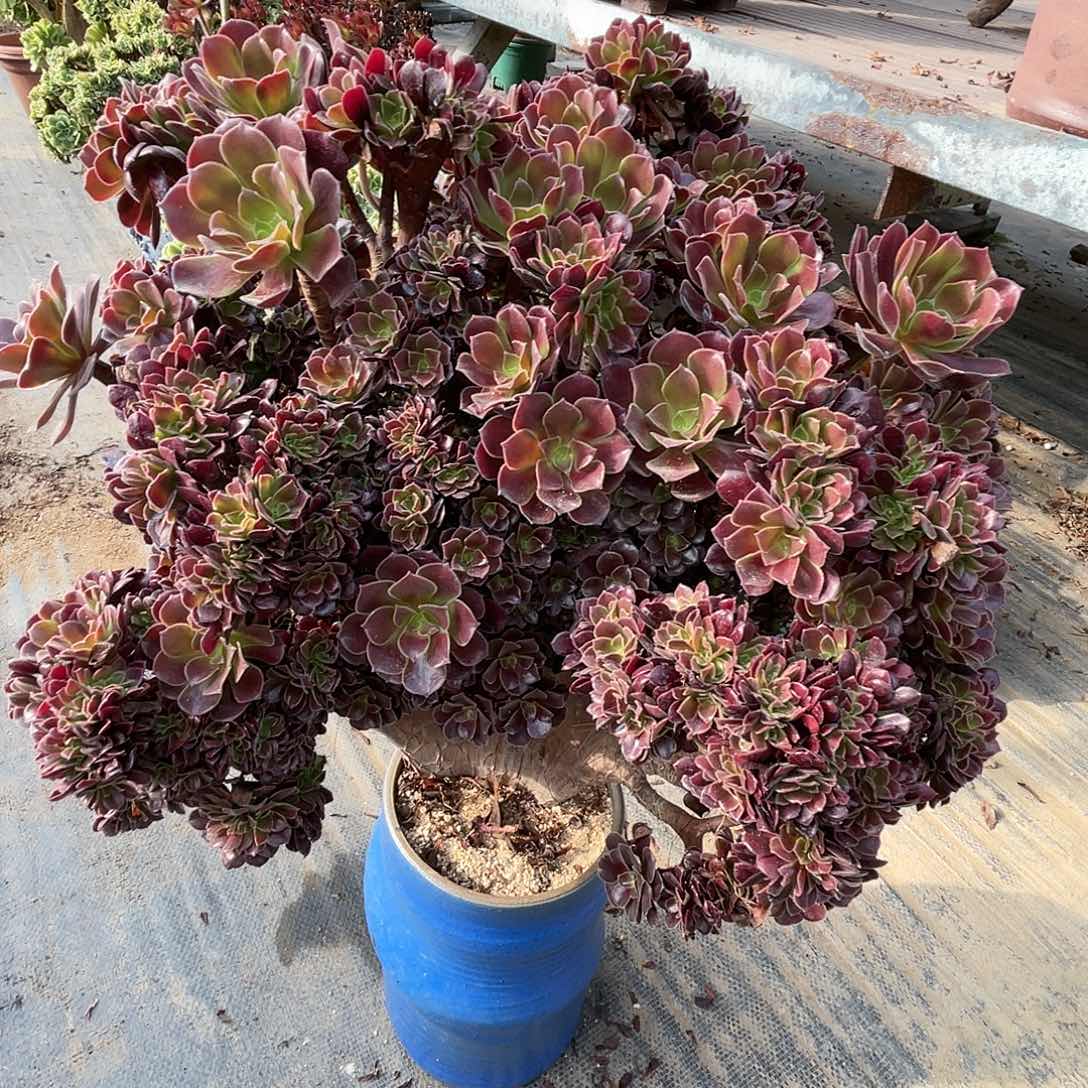 【闪购商品】无花朵梅花