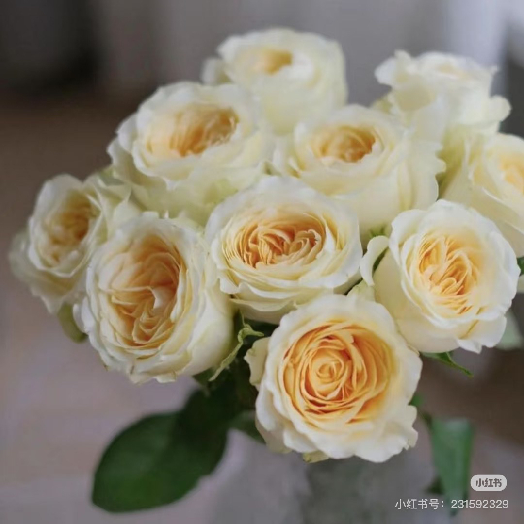 (20把起发)奶油杯20支(批发商花店工作室婚庆拿货)