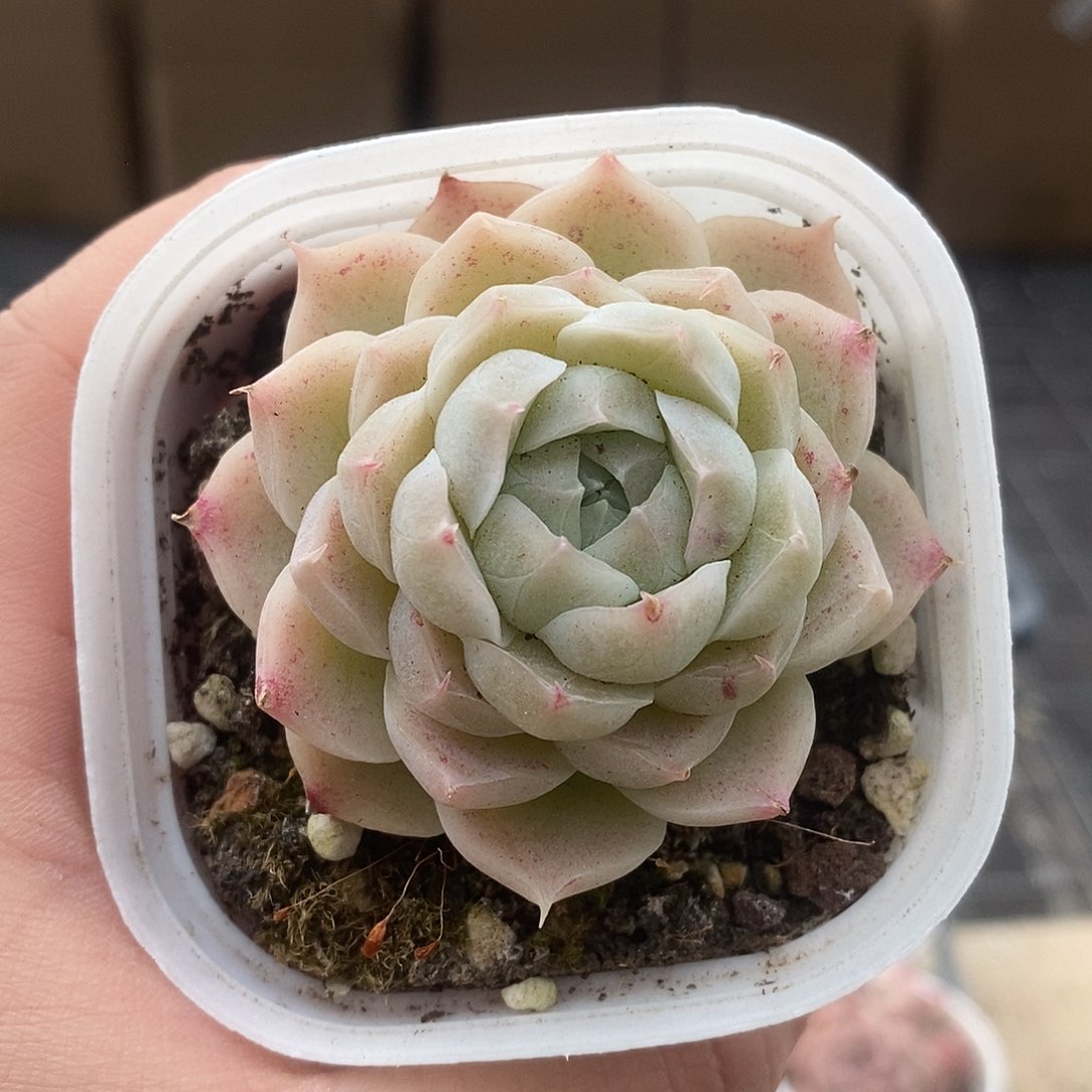 可爱肉肉喜欢拍127