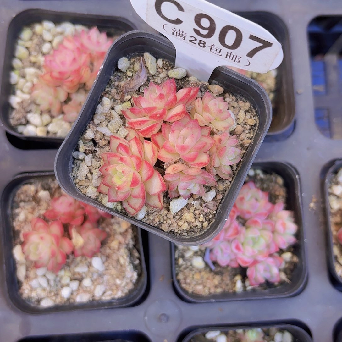 C907女王一物一拍