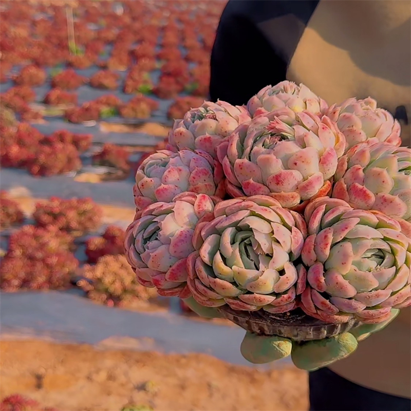 零花钱多肉   盆栽香水贝瑞     多肉植物