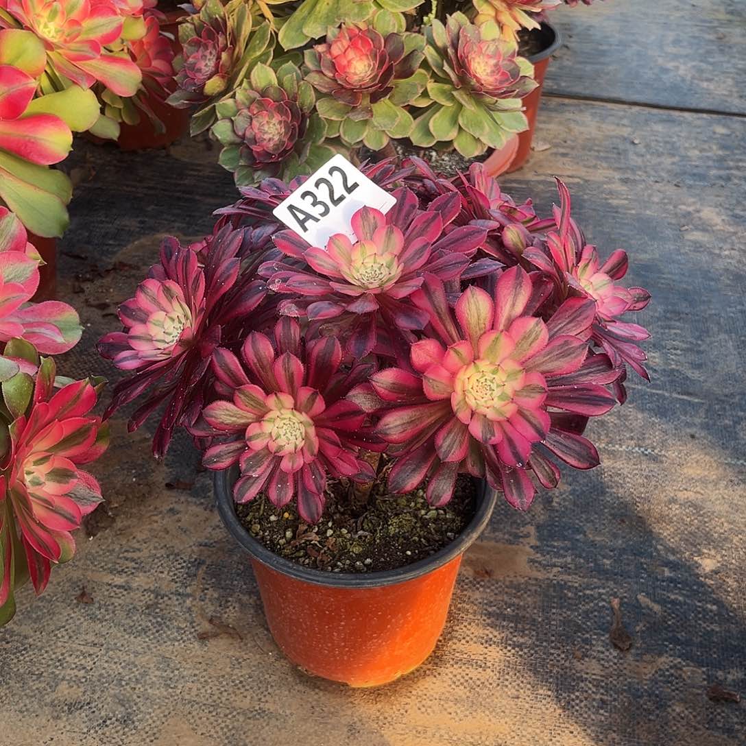 从林黑铜白322多肉植物