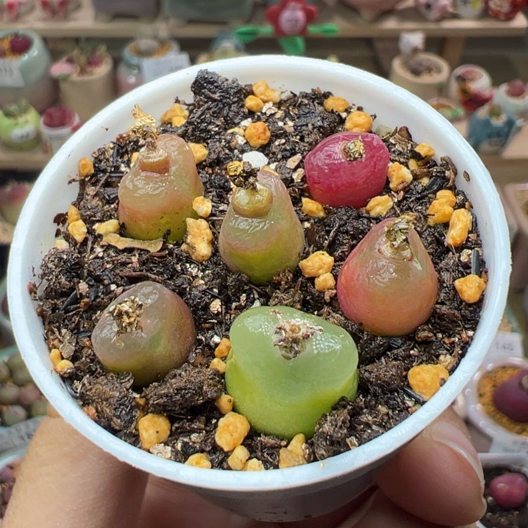 多肉植物222号毛毛