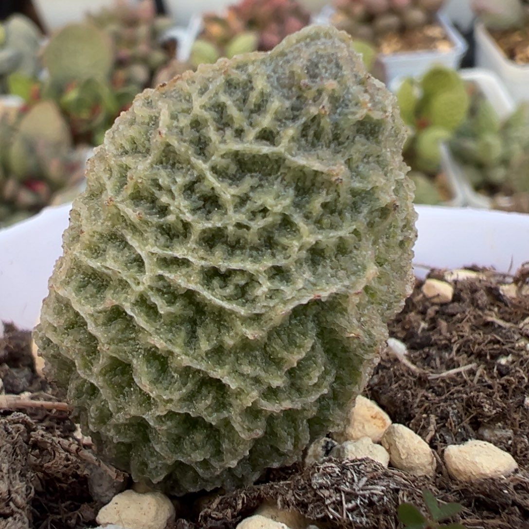 罗格大苗多肉植物水泡多肉植物