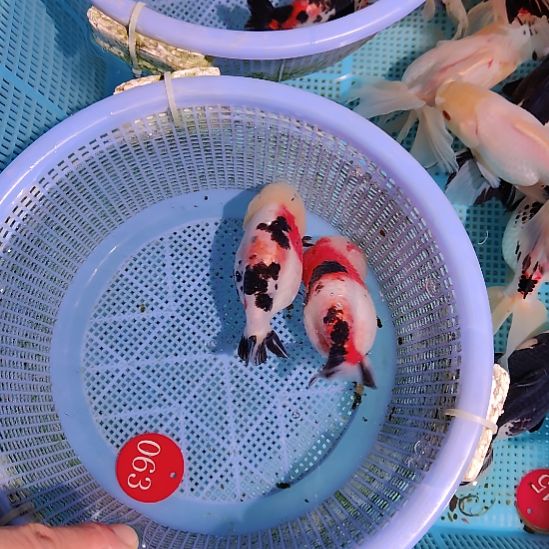 金鱼063兰寿两只特价顺丰包邮