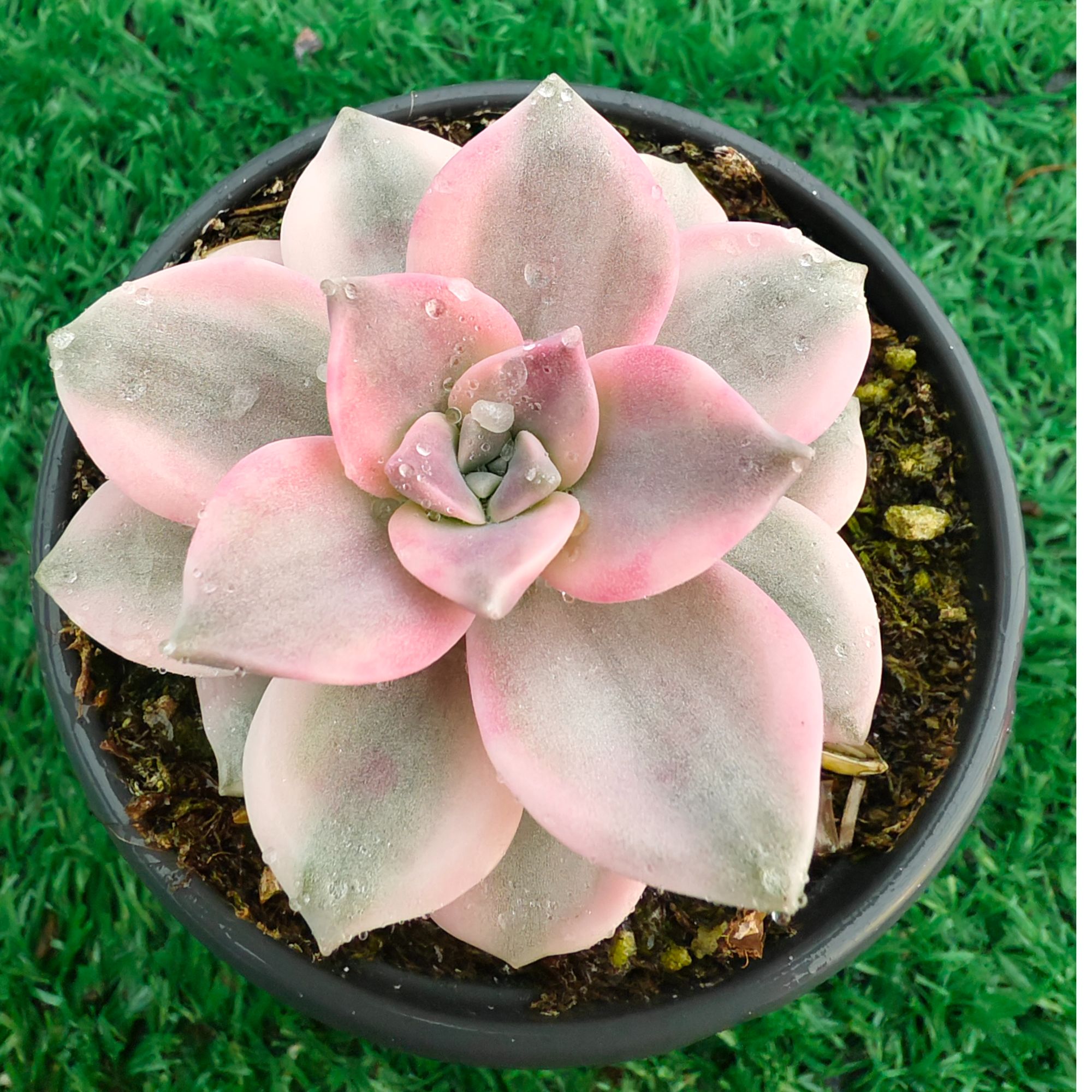 紫乐锦精品多肉裸根上盆