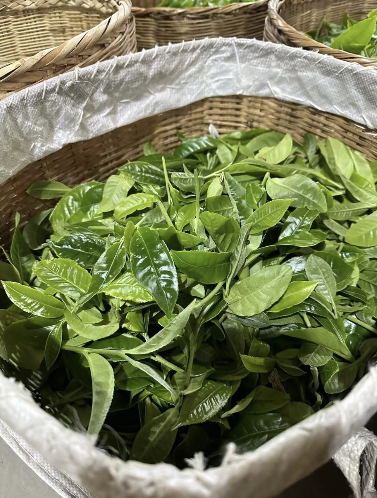 新粉限量十份！冰岛地界古树纯料！地界纯料天花板！每人5泡试喝！