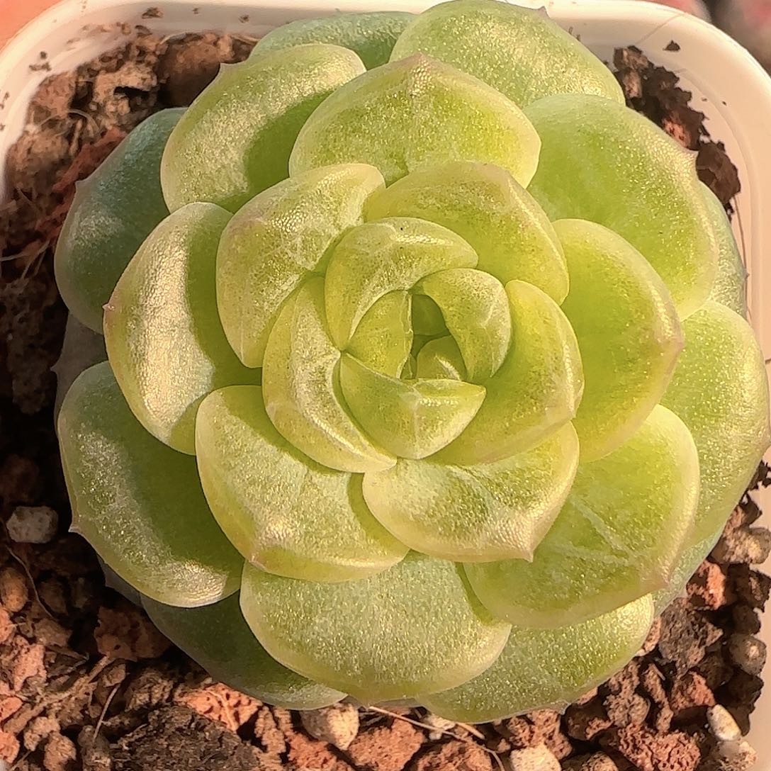 多肉1130-216无尽灯