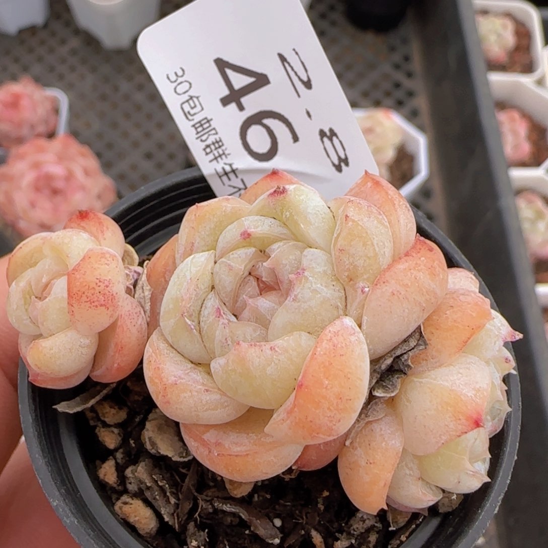 胖虎单头一颗脱土