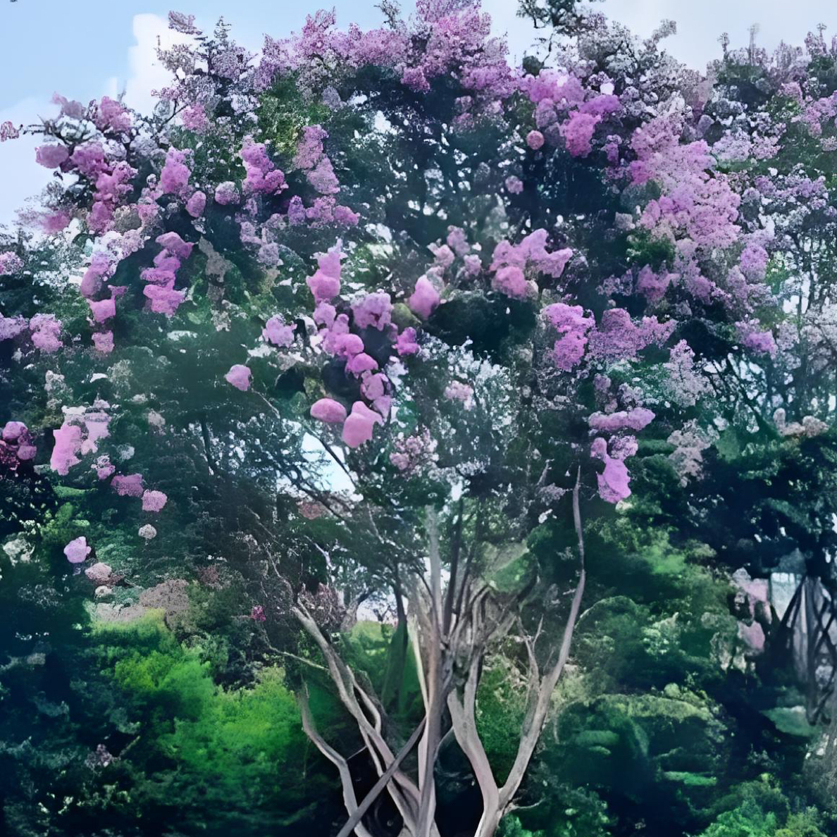 耐寒耐热花期长花量大紫薇树适合庭院阳台种植室外