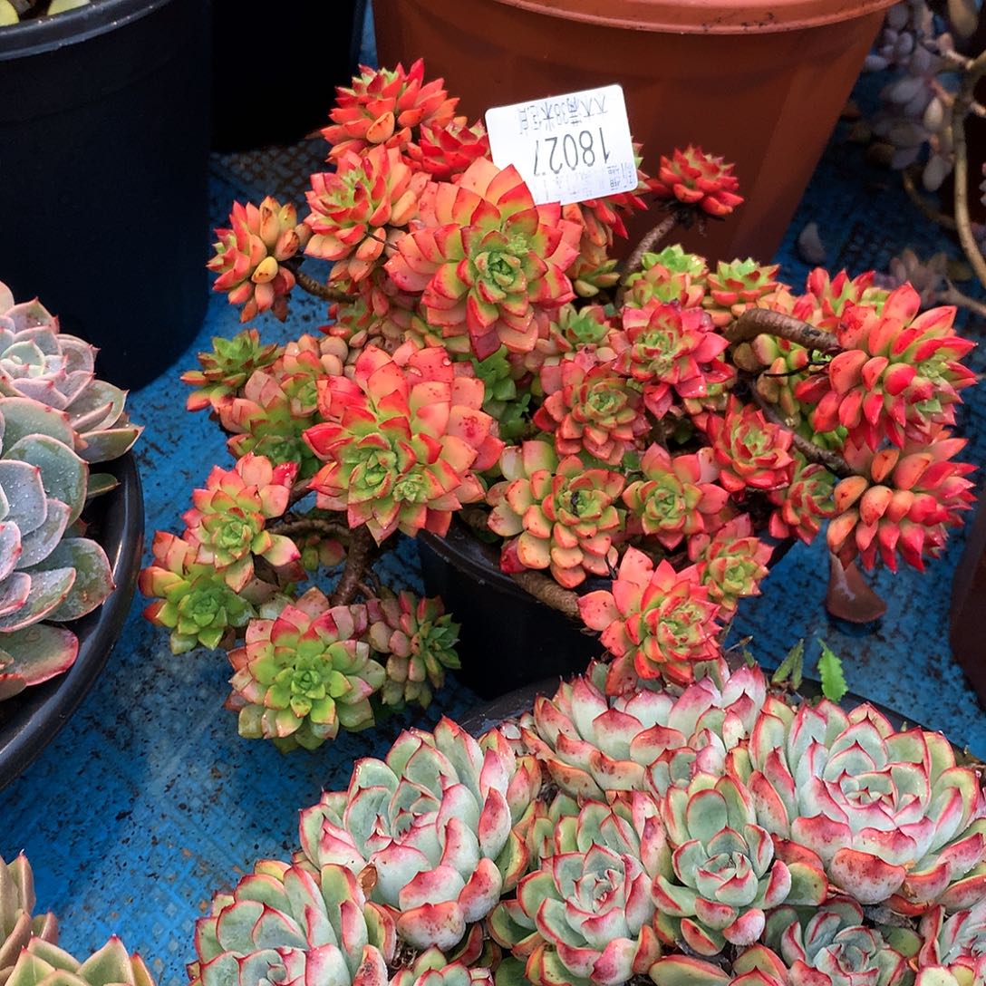 用***8    迪亚玫瑰多肉18027