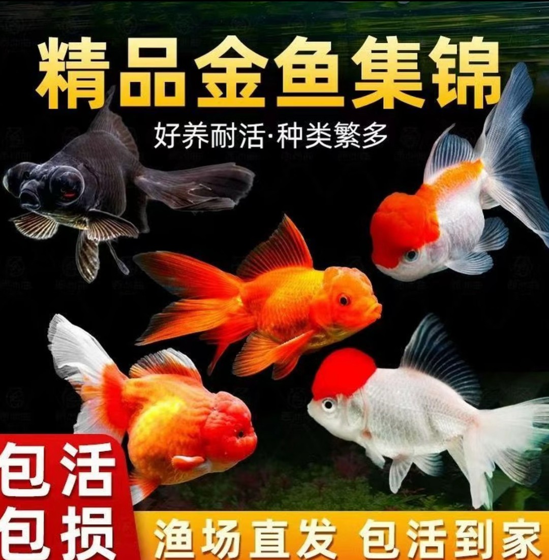 国粹金鱼黑龙睛墨龙鸿运当头红国狮冷水金鱼混搭7/15条6-9cm