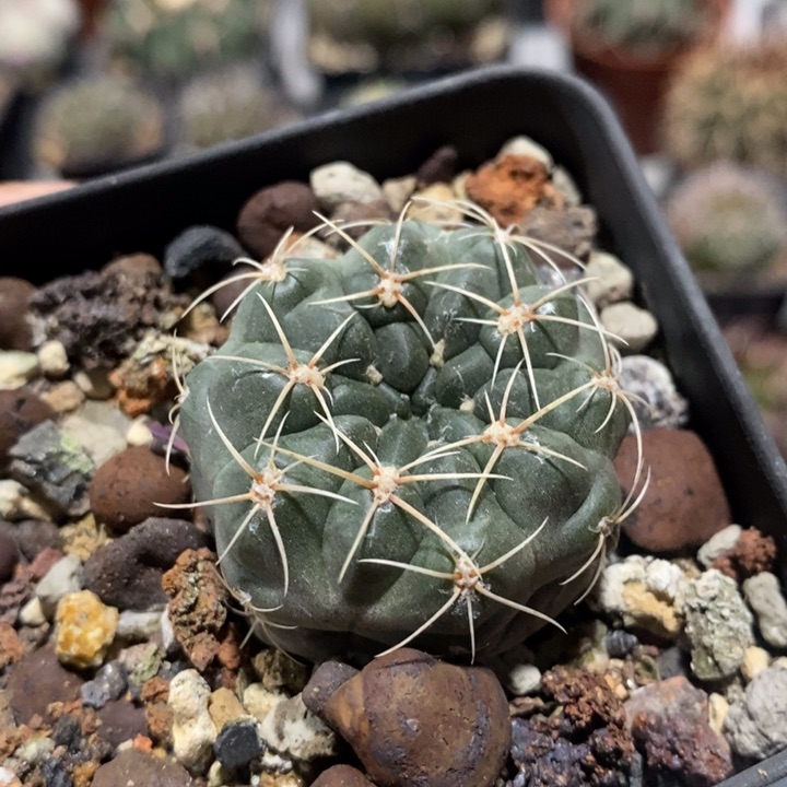 【闪购商品】黄蛇丸