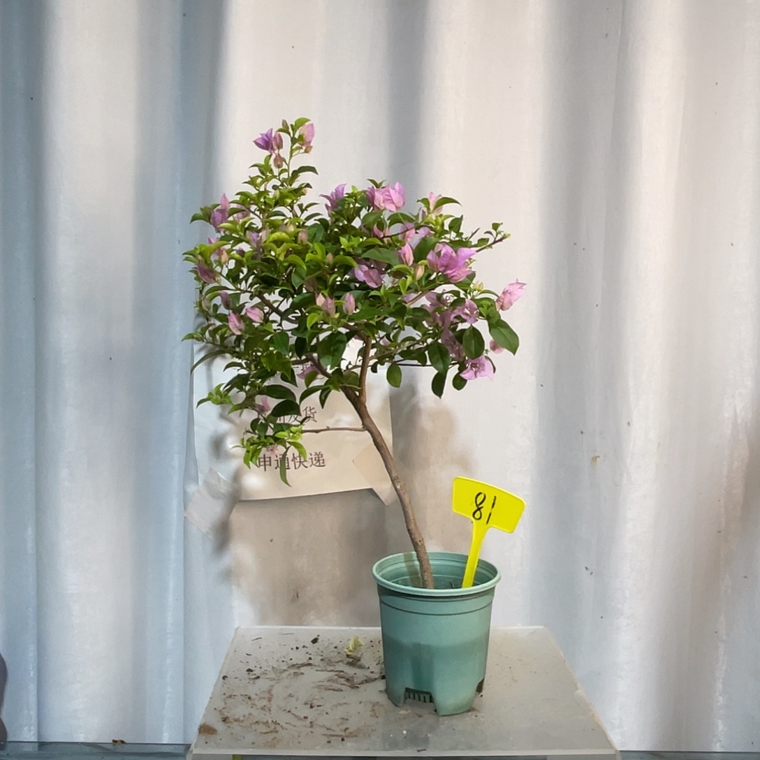 当前无花栽培后可以开花81巴西紫扦插