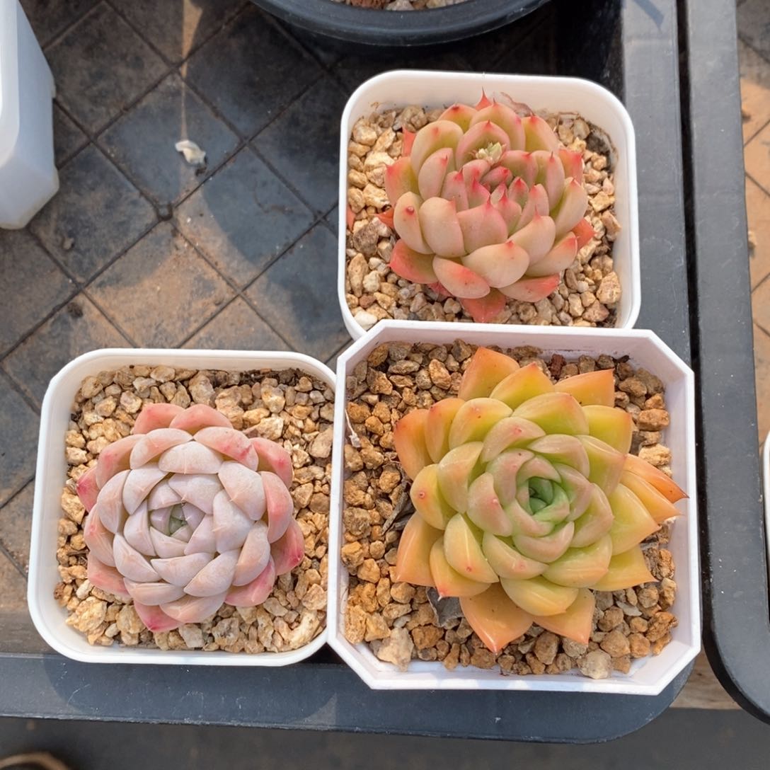 精品多肉一物一拍不包整25