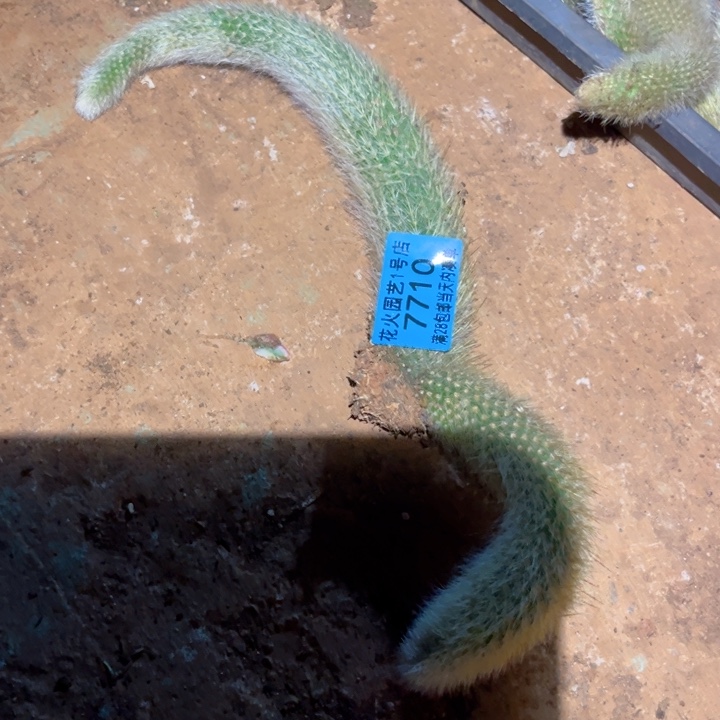 九尾狐7710多肉植物