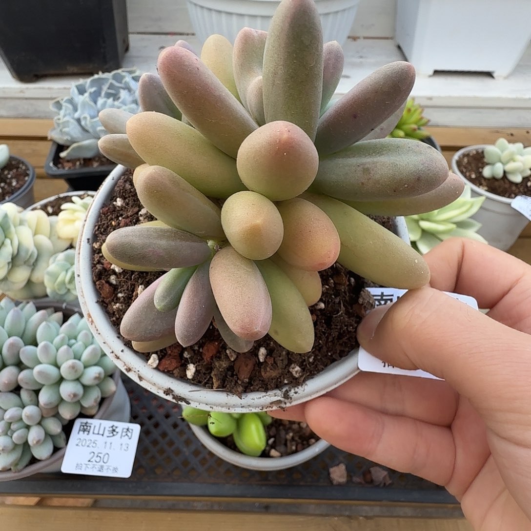 三头日光灯111113-248