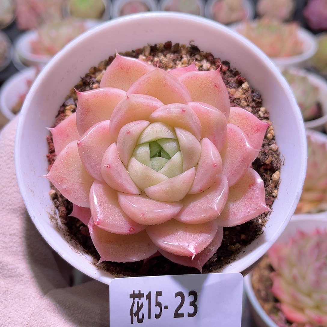 花利美15-23麦秆单头