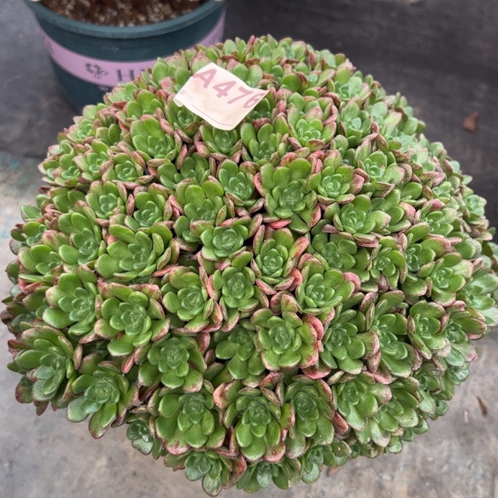 476小狐狸23厘米左右