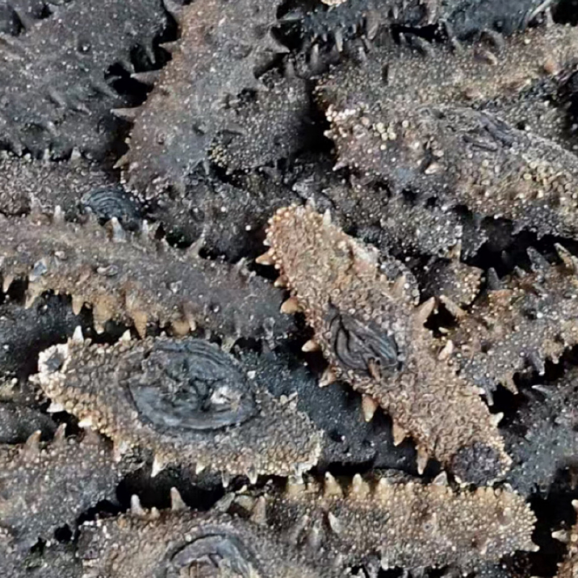 【福利】大连国标17-18倍仅10斤深海底播纯无盐 高泡发 孕妇老人