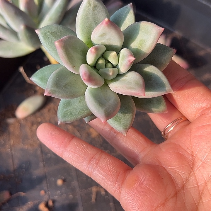 郁金香大单头美人特价一物一拍