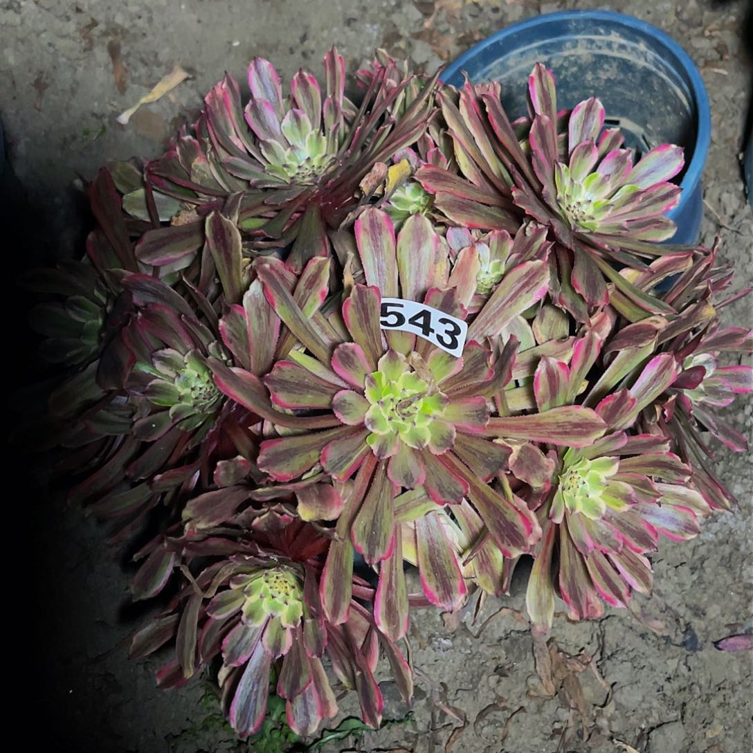 法师法师13-25包邮法师