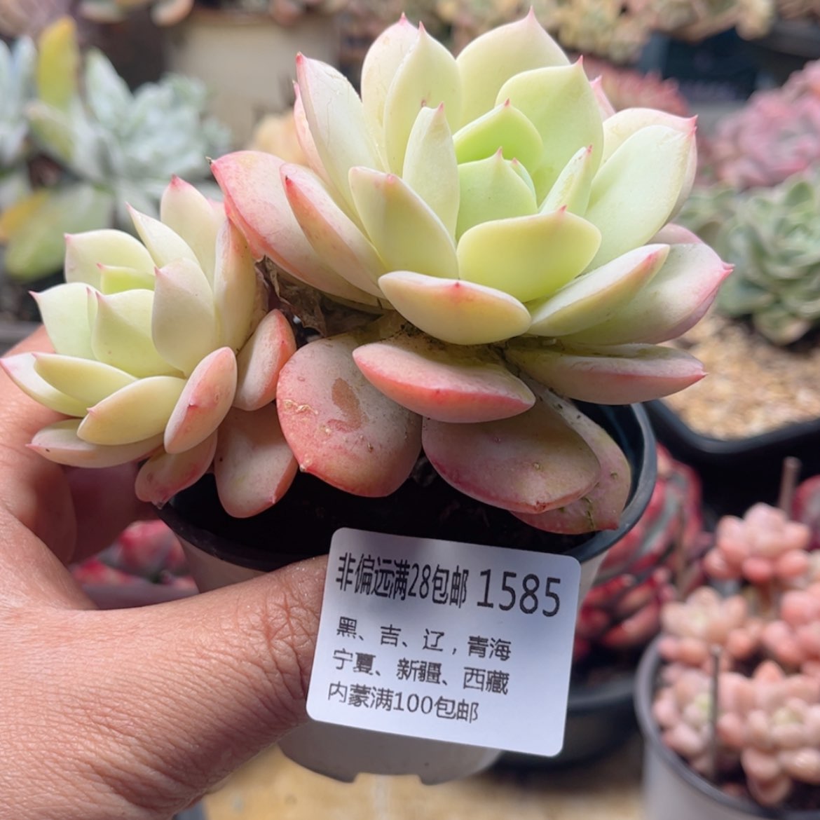 【闪购商品】1585恋曲