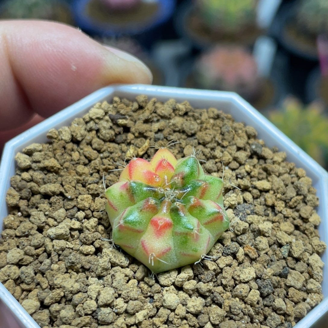 当前无花朵，栽培后可花朵黄绿红V背