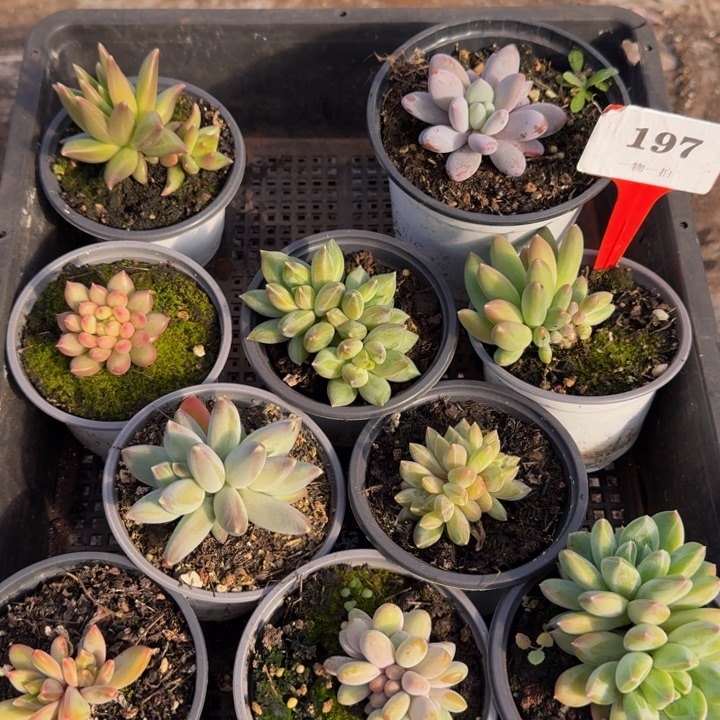 197多肉植物一物一拍