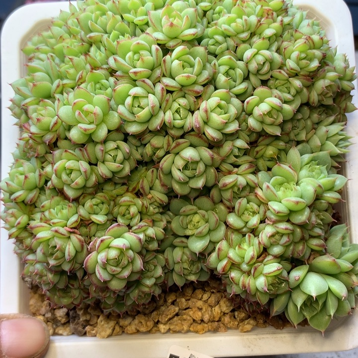 e301虞姬大群脱土