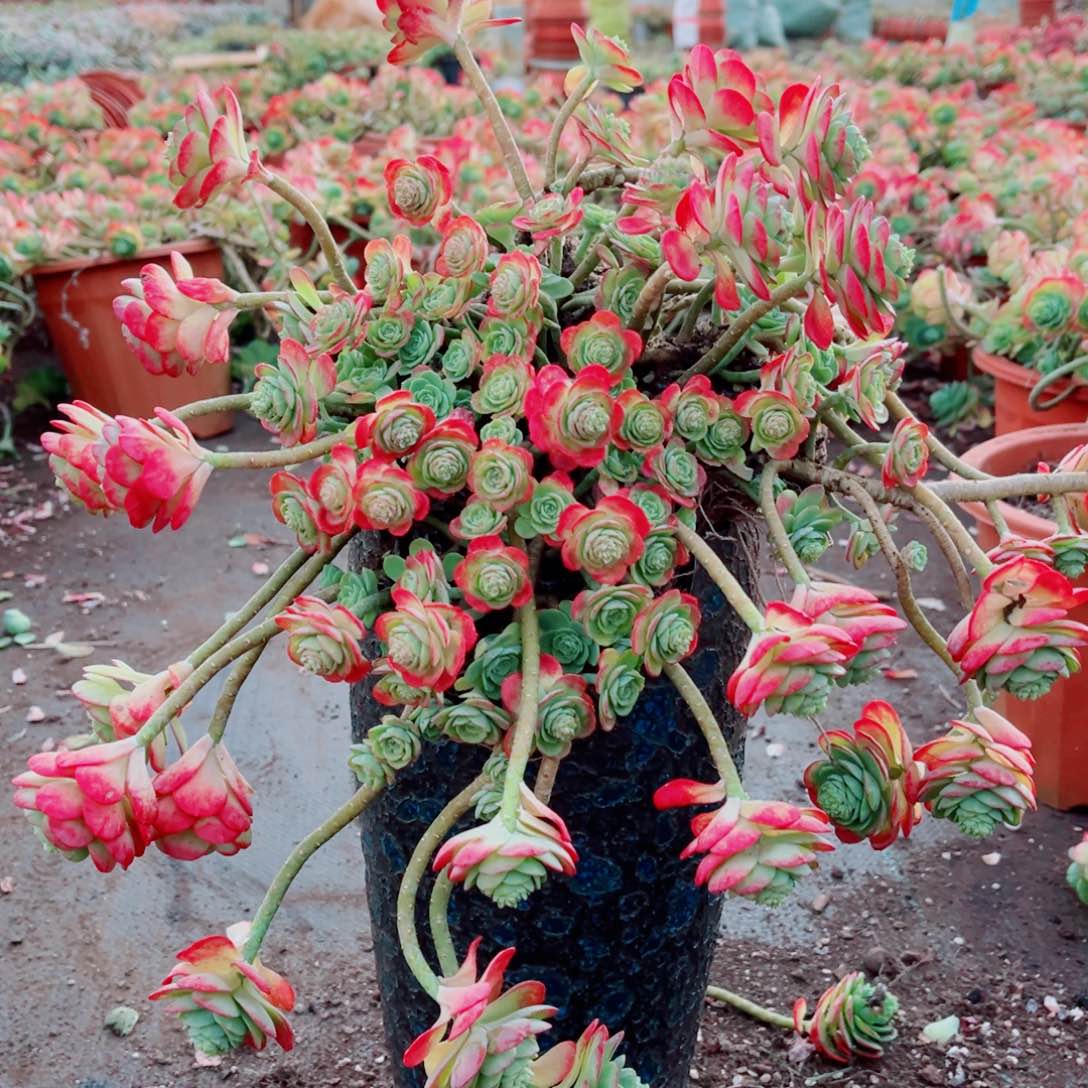 薄化妆带颜色一颗