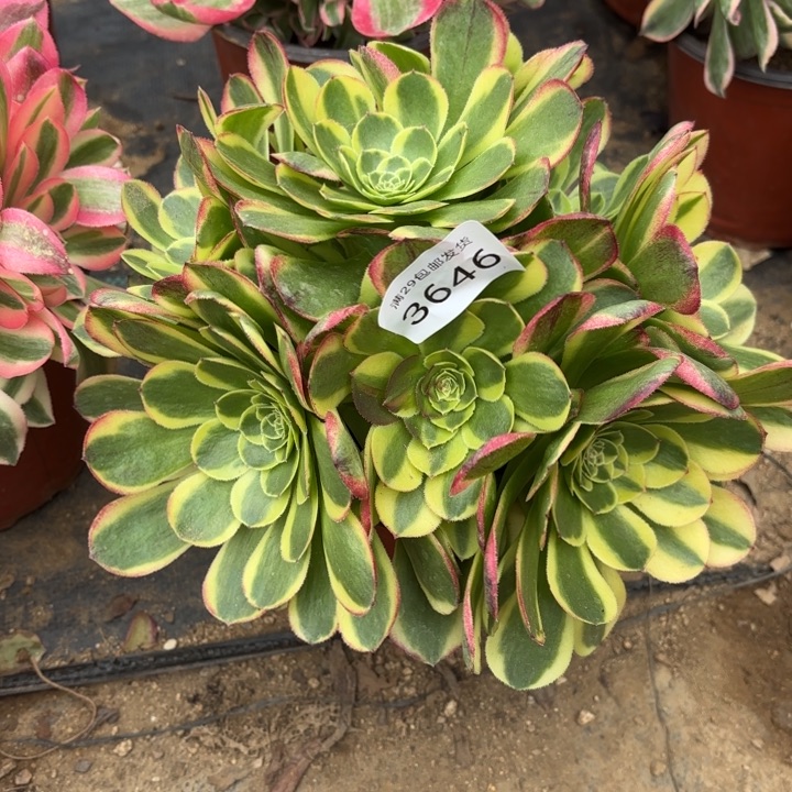 万奶白锦多肉3646