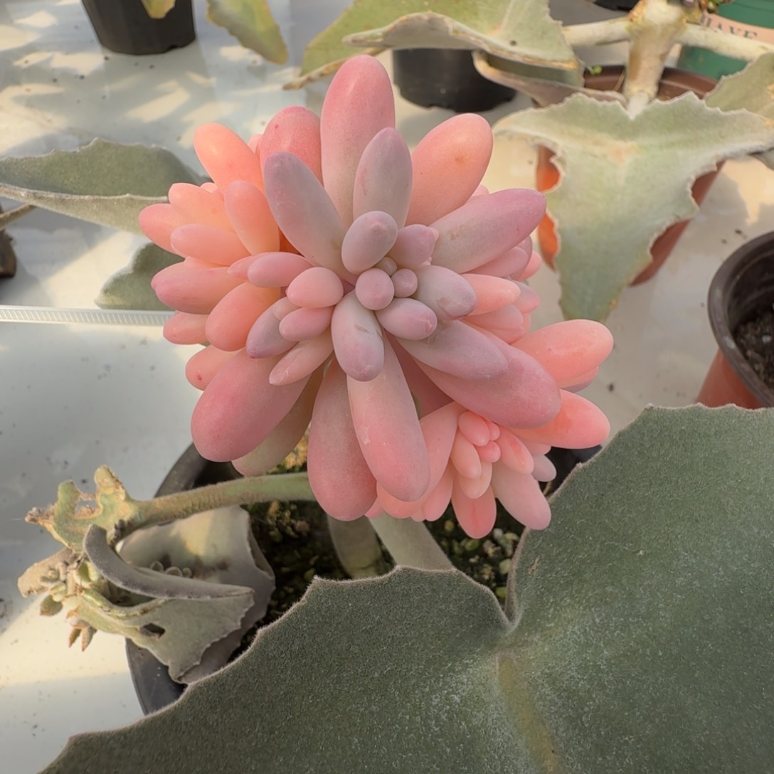 婴儿手指 安吉园艺