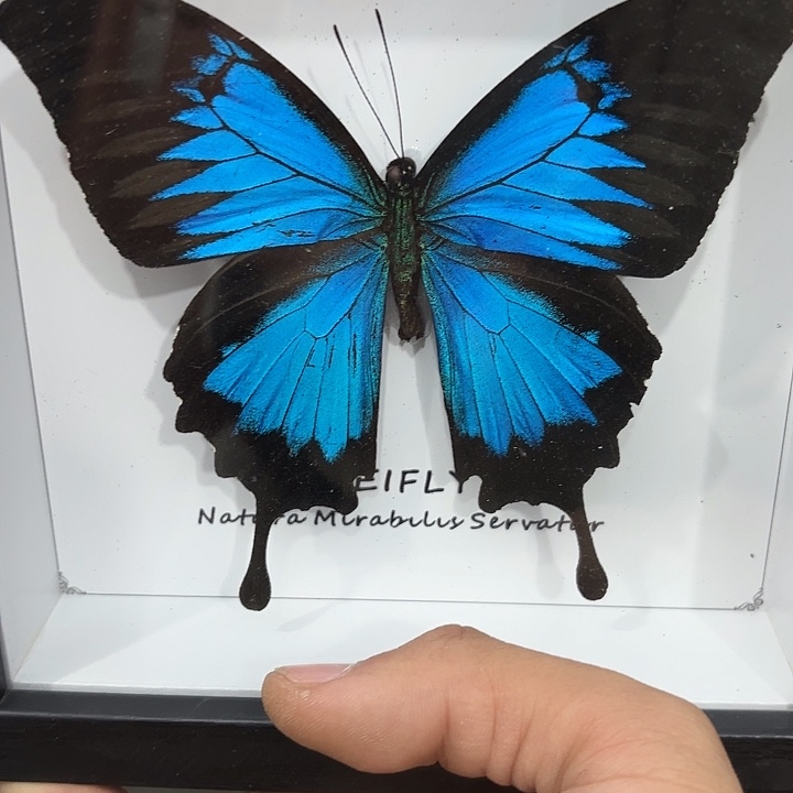 樱***。蝴蝶标本定制407@