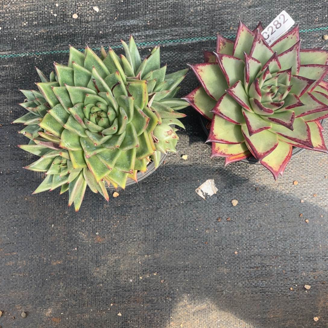 若如东云组拍C282